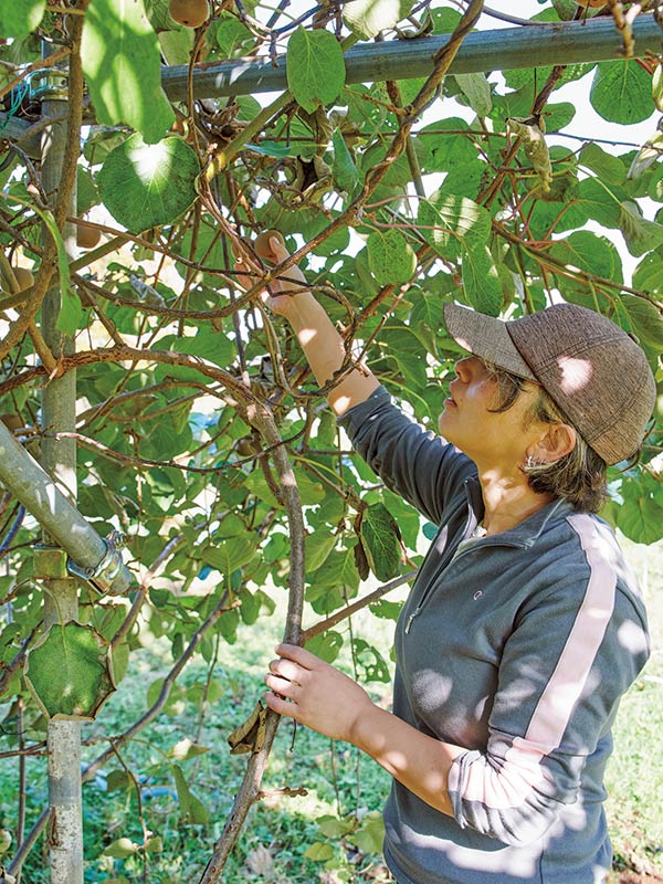 画像: キウイフルーツを収穫中。荒れ地だった場所を金子さんがツルハシを使って切り拓いたという畑にはいちじく、あんず、ラ・フランス、ル・レクチエ、ブルーベリー、いちごなど、ケーキづくりの材料になる果樹をいろいろと植えている。野菜は手をかけなくても育つじゃがいも、にんにくを栽培
