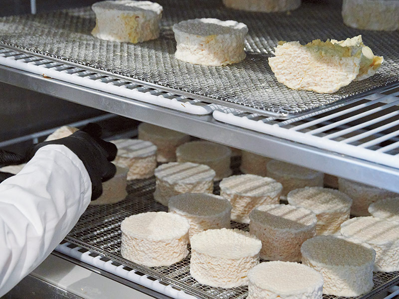 画像: カマンベールは毎日ひっくり返しながら白カビをはやしていく