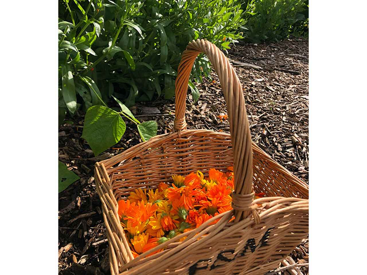 画像: 本場イギリスのハーバリストを訪ねて。豊かな自然の中でハーブを「自給自足」ウィットチャーチ在住・ビギータが取り組む“サステナブル”なハーブ療法/ハーバリスト・石丸沙織さん - 天然生活web