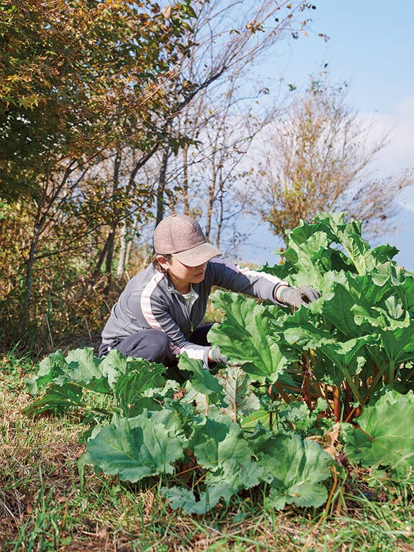 画像: こちらはルバーブの収穫