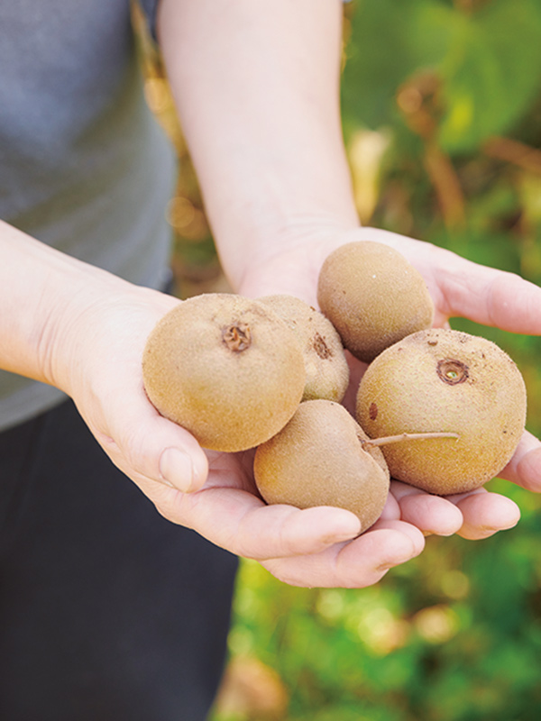画像: キウイフルーツ。牧場を始めた年に苗木を見つけて植えたものがぐんぐん成長し、毎年、たくさんの実をつける。晩秋が収穫期