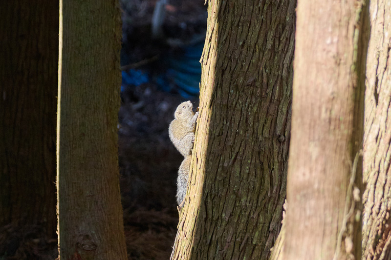 画像: 散歩道では、かわいいリスに遭遇することもしばしば