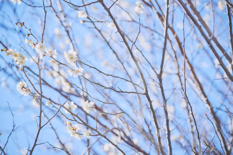 画像: 「誰も見てなくてもきれいに花を咲かせている姿に、周りを気にしすぎる自分を省みることも」と吉原さん