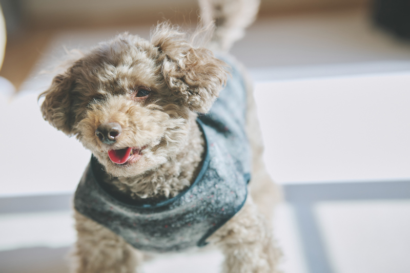 画像: 愛犬のラズは13歳、トイプードルの男の子。「なにもかもかわいく私にとっての癒しです」と吉原さん