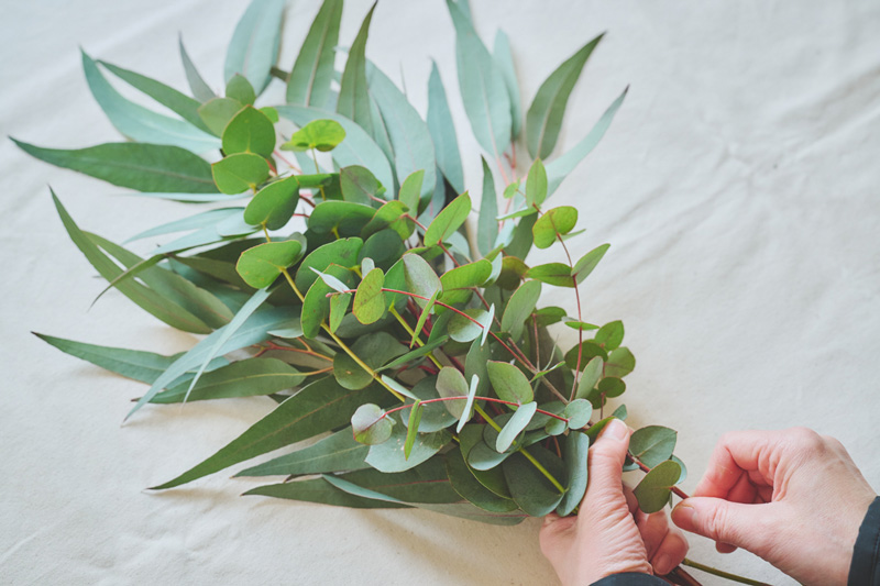 画像: もう1本のユーカリ・グニーも、先ほどと同じように重ねる