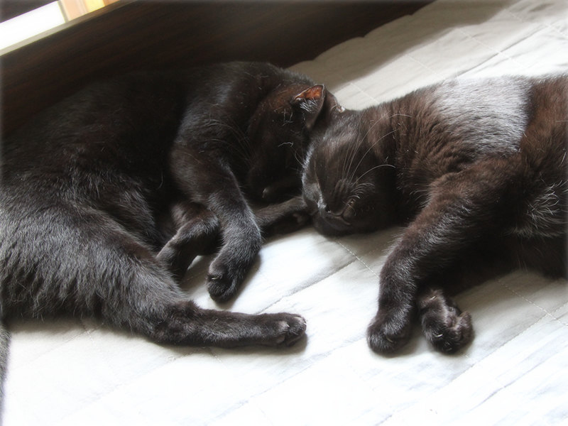 画像1: 猫のいるおうちの洗濯アドバイス