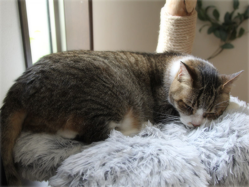画像: 日のあたるキャットタワーで昼寝するでかお