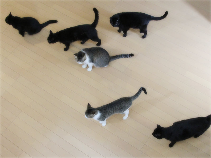 画像: 家の中を闊歩するわが家の猫たち