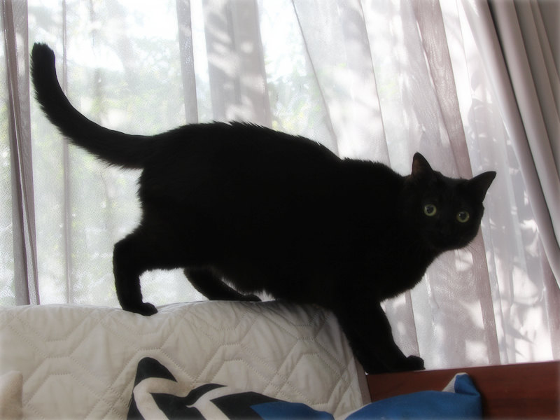 画像: お外がまだ気になる若いヨナ