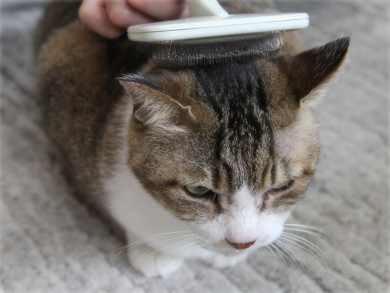 画像: この時期はブラッシングを忘れずに