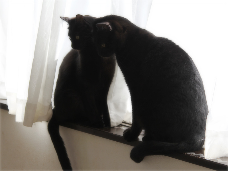 画像: 兄弟仲良くひだまりを分け合う