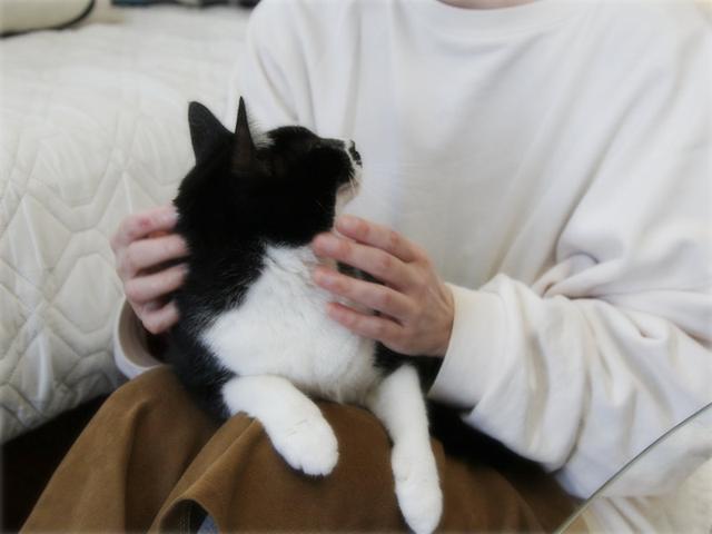 画像: 生きづらい世界で、猫が教えてくれたこと - 天然生活web