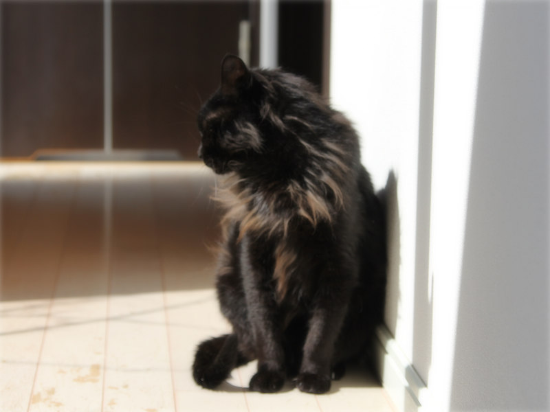 画像: 床暖房から日向へ移動