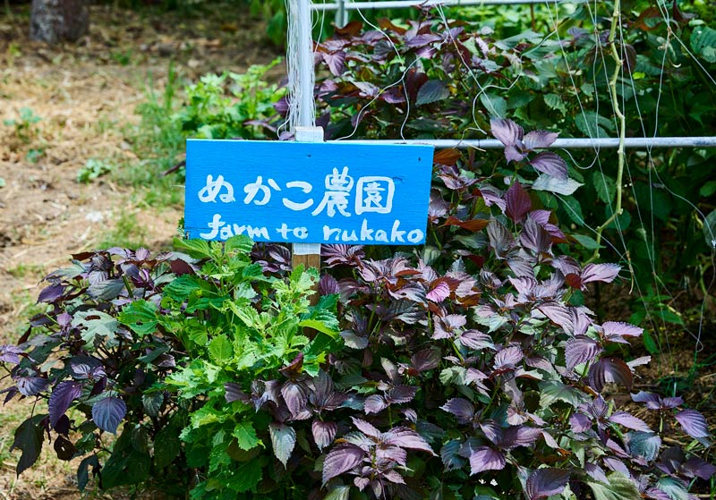 画像2: 自然を感じる毎日になる