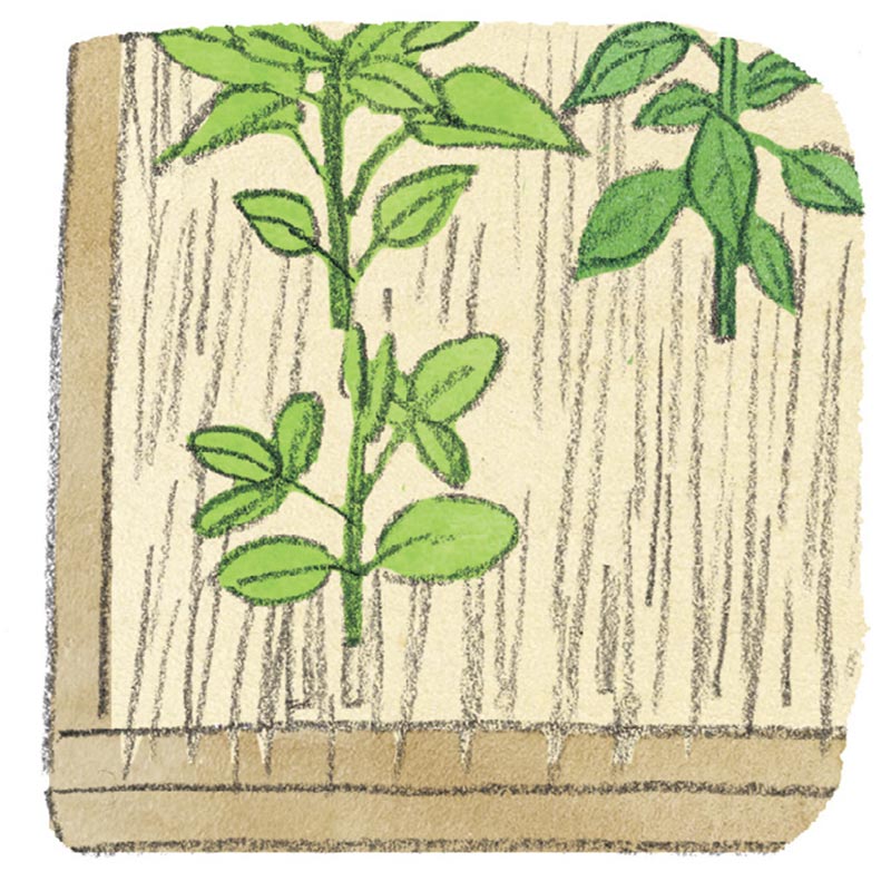 家庭菜園の「土の乾燥」を防ぐわらや雑草の活用法。自給自足のプロに聞く！おいしい野菜が育つ成功のコツ／和田義弥さん