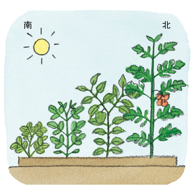 画像: ミニ菜園 成功のコツ 背丈の高い野菜は北側に植える