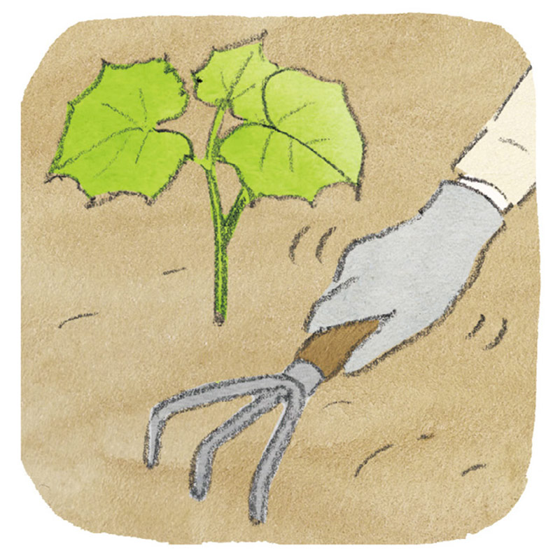 家庭菜園の「雑草駆除」のひと苦労を防ぐ生える前のプチ対策。自給自足生活のプロに聞く！おいしい野菜が育つ成功のコツ／和田義弥さん