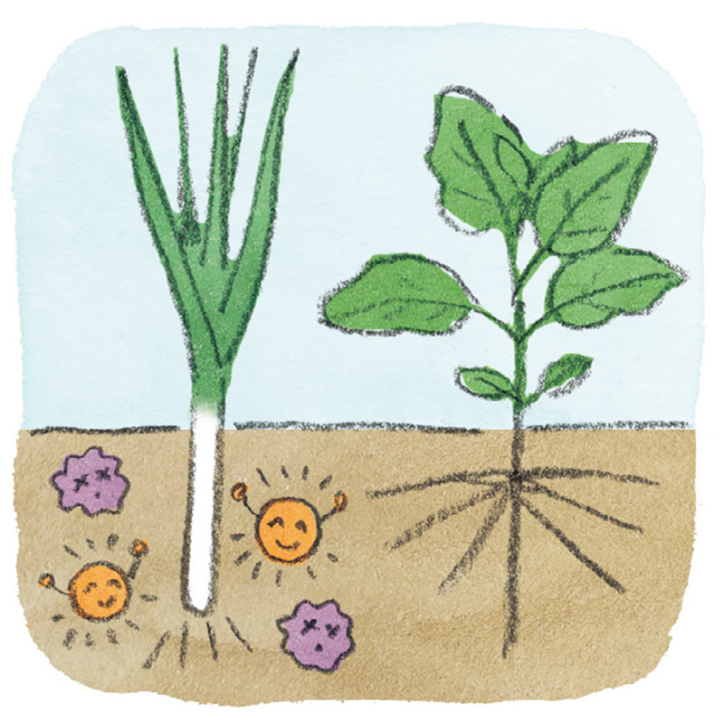 画像: ミニ菜園 成功のコツ ナス科やウリ科はねぎと植える