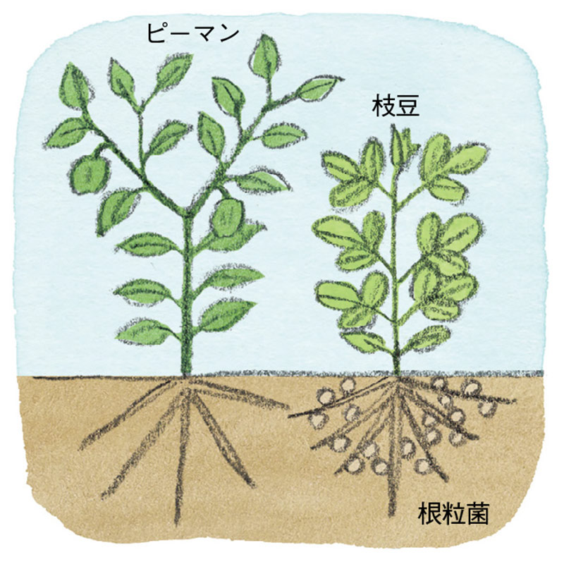 ナス科やイネ科の野菜がよく育つ家庭菜園のワザ。自給自足生活のプロに聞く！おいしい野菜が育つ成功のコツ／和田義弥さん