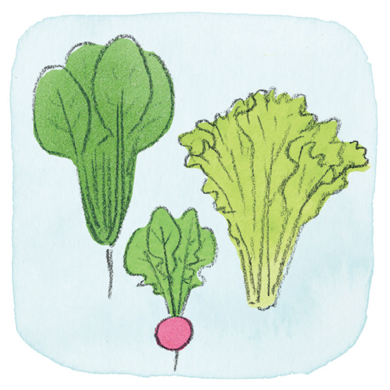 画像: ミニ菜園 成功のコツ まずは育てやすい野菜を選ぼう