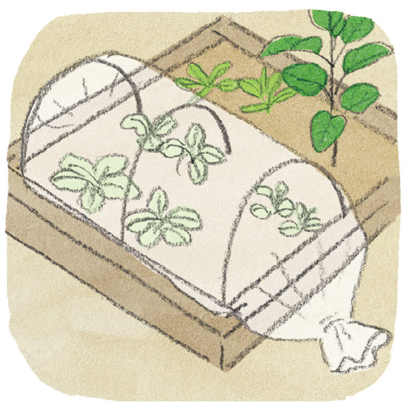 虫がつきやすい野菜の「害虫対策」効果的な防虫のコツ。自給自足のプロに聞く！おいしい野菜が育つ“家庭菜園”成功のコツ／和田義弥さん