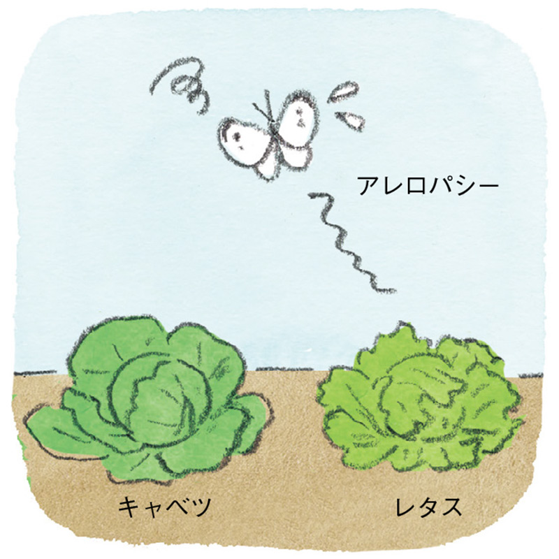 画像: ミニ菜園 成功のコツ 虫が嫌うキク科・セリ科・シソ科