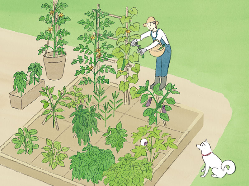 画像: 想像以上にたくさんの野菜を収穫できる「1坪菜園」