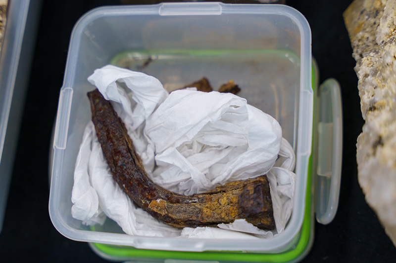 画像: これです！ その正体は、続きを読んでみてください