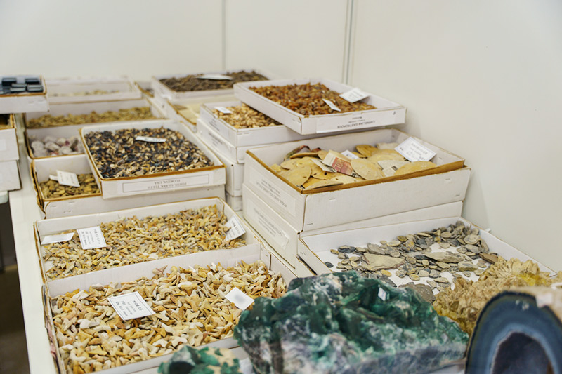 画像: アメリカ・ユタ州の出展者さんのブースの一画。膨大な量のサメの歯などの化石が、お手頃な価格で並べられています