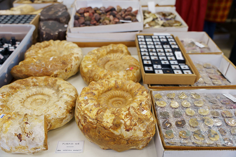 画像: こんな大きなアンモナイトも、川添はここで以前、「恐竜の糞」の化石を買いました