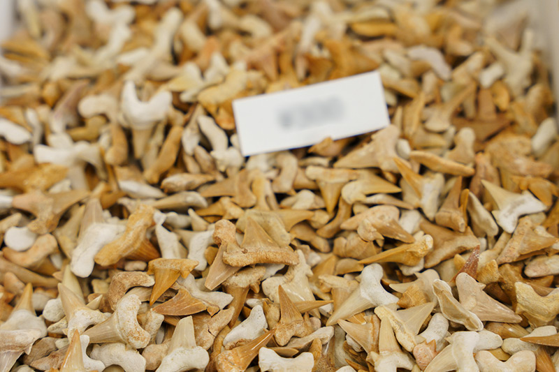 画像: こちららがサメの歯の化石。子どもも喜びそうです