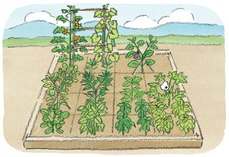 1坪で「年間32品目」の野菜を収穫できるミニ家庭菜園の栽培プラン。2×2mの土地で春夏16種、秋冬16種を育てる1坪菜園の楽しみ／和田義弥さん
