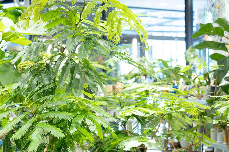 画像: 細かな葉がふわりと広がり、光を通す姿がやさしいエバーフレッシュ