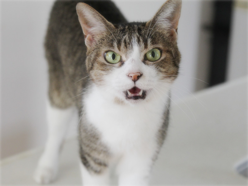 画像: 不満でお怒り