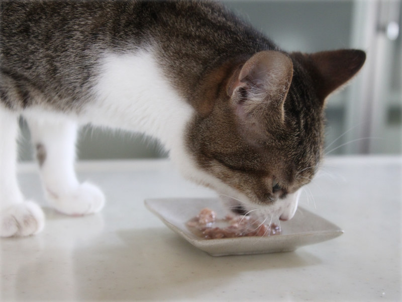 画像: こころだけ、ウエットのごはん