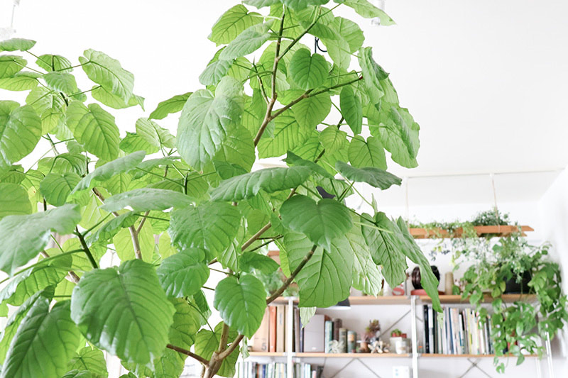 画像: 大きなハート形の葉が印象的なウンベラータ