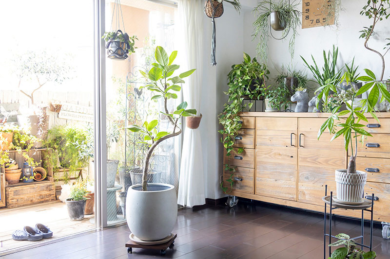 画像: 窓から差し込む光を受けて、枝葉がやわらかく揺れる。少し背のある植物を迎えると、部屋の景色は思っている以上に変わります