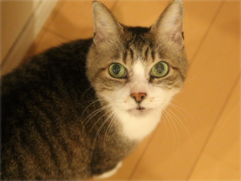 画像: 期待に満ちたまなざし。くれるよね？