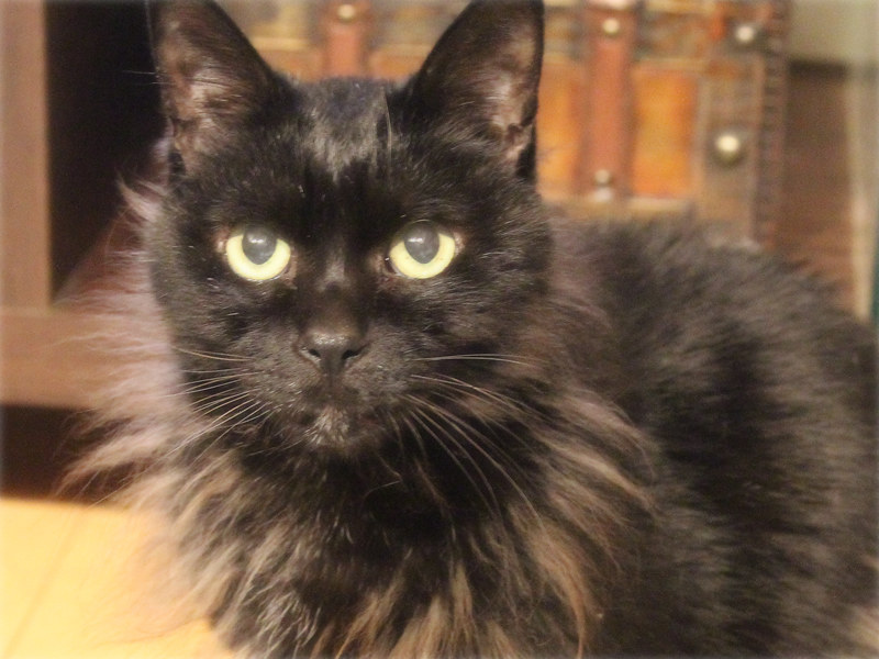 画像: 用意するところを監視