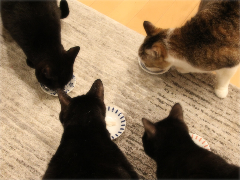 画像: 結局、猫たちが大集合