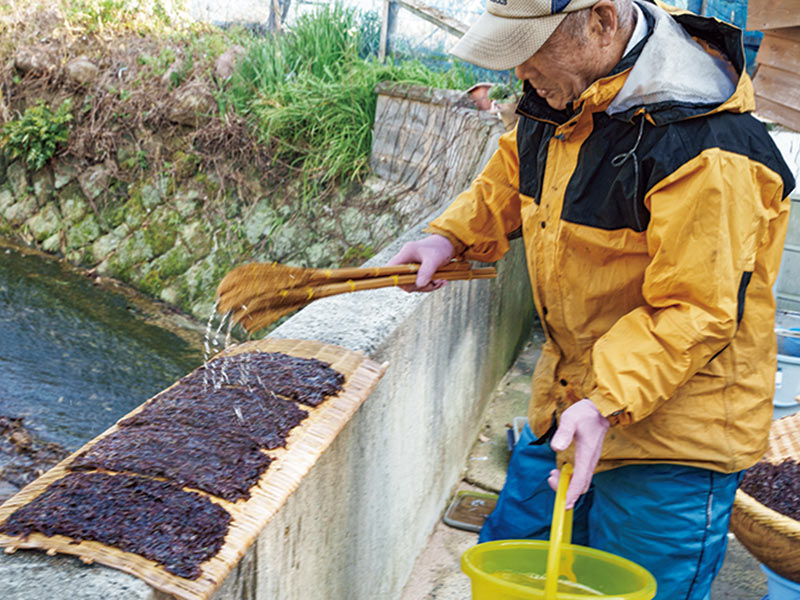 画像: 型枠を使い干しかごに張った岩のりを、ススキでつくった自家製ミニほうきでペシペシたたく。この辺りでは炙った岩のりを雑煮にも入れる