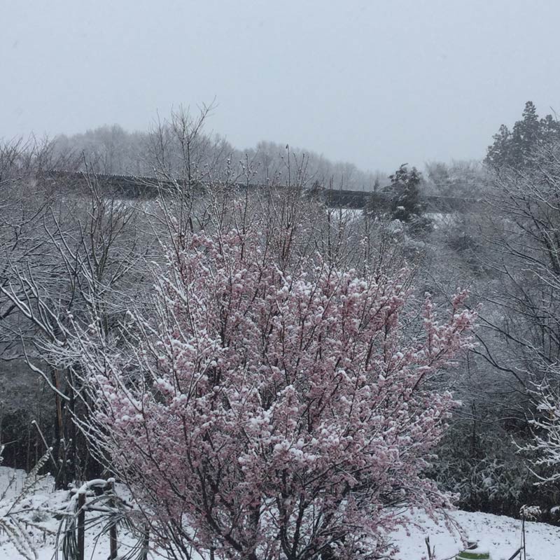 画像3: 春の訪れを告げる、魂を解き放つ花の精霊