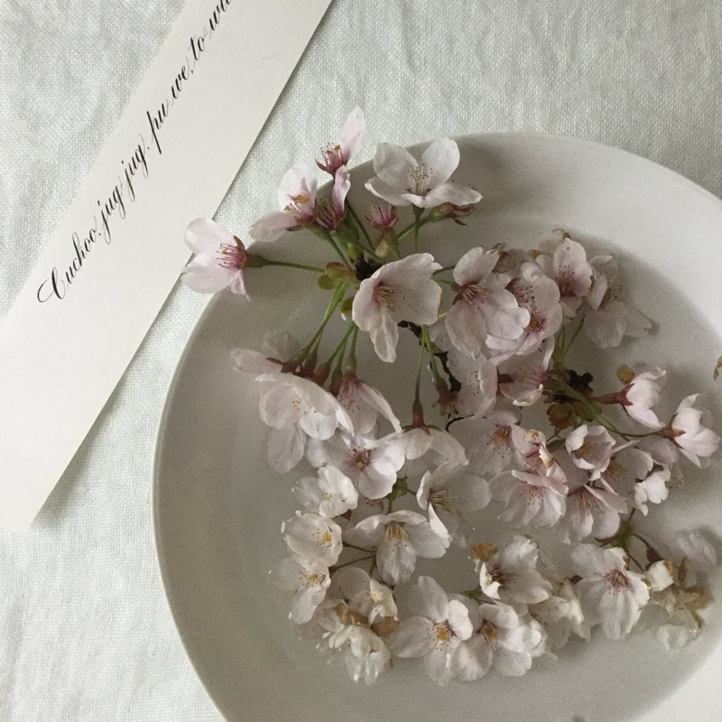 画像: Whispers of the Cherry Blossom 桜のささやき