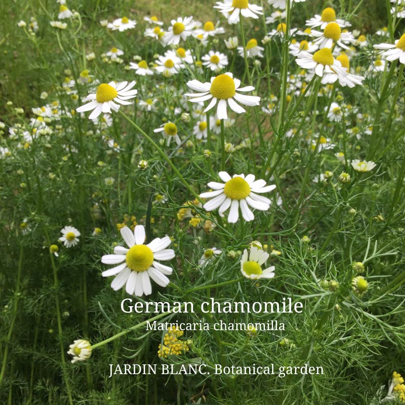 画像1: 心をやさしく包み、安心を与える花の精霊