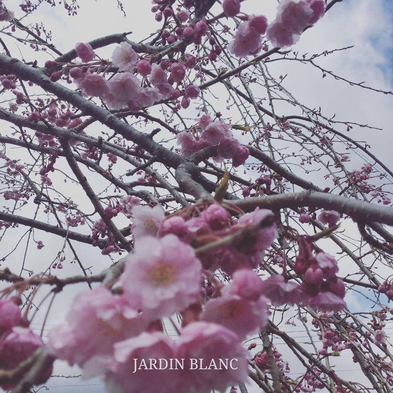 画像2: 春の訪れを告げる、魂を解き放つ花の精霊