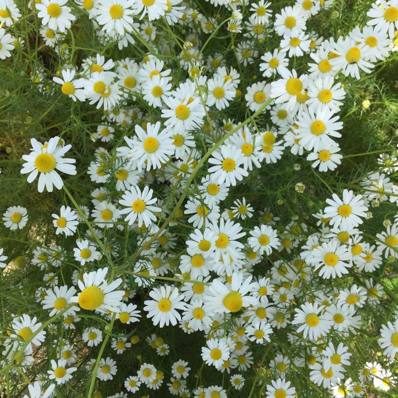 画像: Whispers of the Chamomile カモミールのささやき