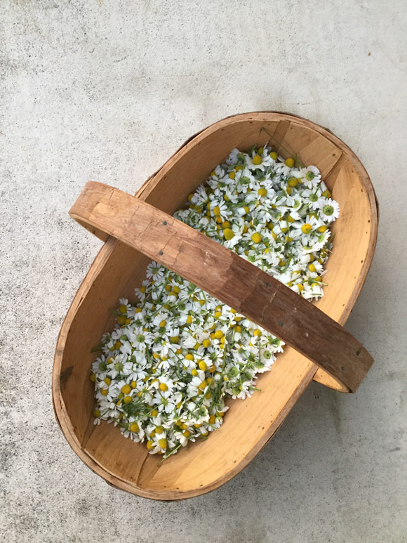 画像2: 心をやさしく包み、安心を与える花の精霊