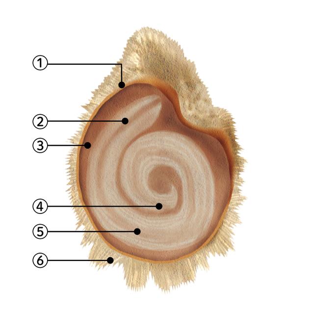 画像: 種のつくり
