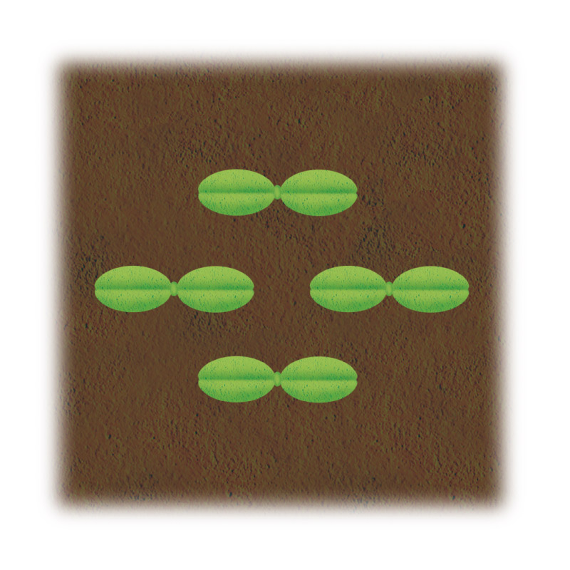 画像4: 家庭菜園で元気なきゅうりを育てる「種まき」の超裏ワザ！鞍つきに“じかまき”でみずみずしいきゅうりをロング収穫／自然菜園コンサルタント・竹内孝功さん