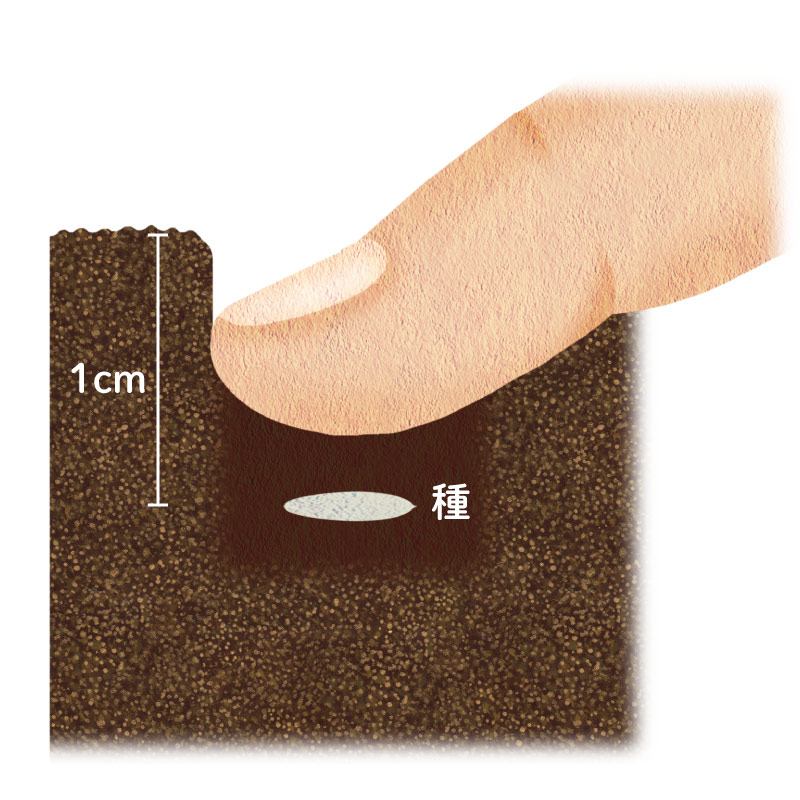 画像: 2．種を土に押し込み、よく鎮圧